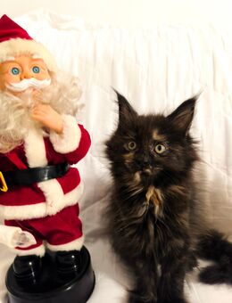 Maine Coon Kitten zum verlieben - Könnern Strenznaundorf