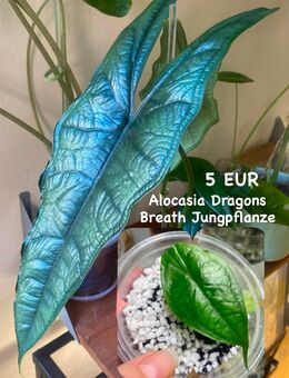 Alocasia Dragons Breath Jungpflanze - Berlin Friedrichshain-Kreuzberg