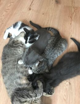 Katzenbabies, Kitten abzugeben - Chorin
