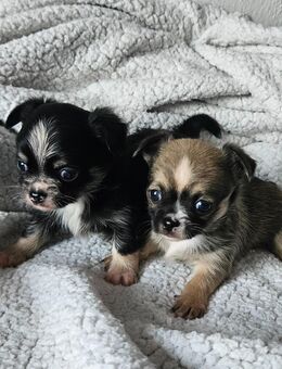 Wundervolle Chihuahua Welpen - Erfurt