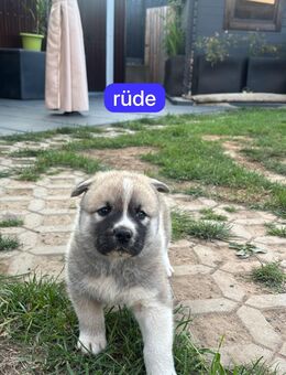 American Akita - Husky Mischlingswelpen abzugeben - Goldenstedt