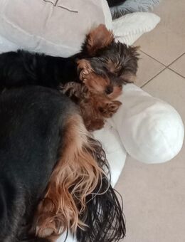 Yorkshire Terrier "of York" - Dürrholz