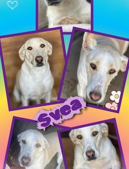 Hündin Svea wo darf ich hin ? - Nürnberg