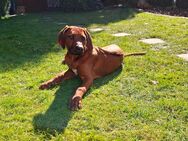 Rhodesian Ridgeback - Senden (Bayern)