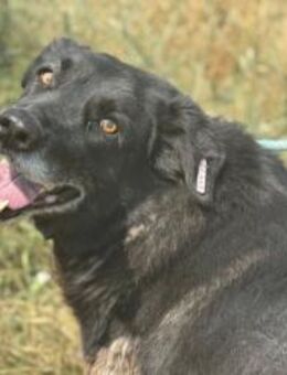 Milka - Anfängerhund mit großem Herz - Berlin