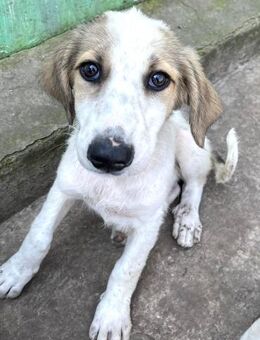 Kullerauge Emma - Alfdorf