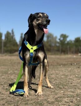 Schäferhund-Mix Sam Ein sensibler Held - Gerlingen