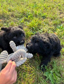 altdeutsche hütehunde welpen - Höpfingen
