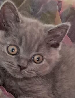 3 Britisch Kurzhaar Kitten zu Abgabe bereit! - Stuttgart