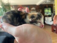 Main Coon Kitten mix - Zirndorf