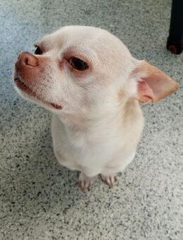 Chiwauwa mänchen sucht schönes Zuhause - Wickede (Ruhr)