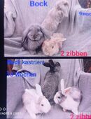 Zwergkaninchen 10 Wochen u 14Wochen in 19246