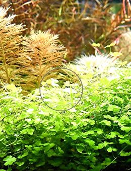 Japanisches Kleeblatt, RARITÄT, Wasserpfl., Versand/ Abholung - Mechernich