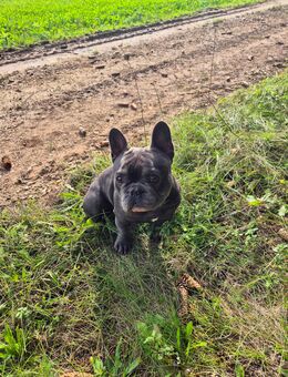 *Otis* Französische Bulldogge - Breitenbrunn (Regierungsbezirk Oberpfalz)