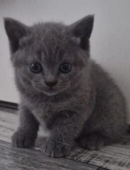 Reinrassige BKH Kitten - Duisburg