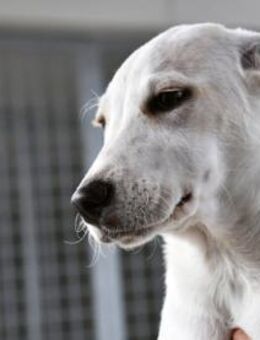 Pippa möchte Ihre Familie bereichern - Neuss