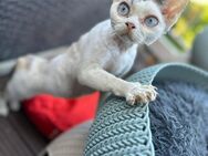 Katze Devon Rex Kastriert mit Stammbaum - Witten