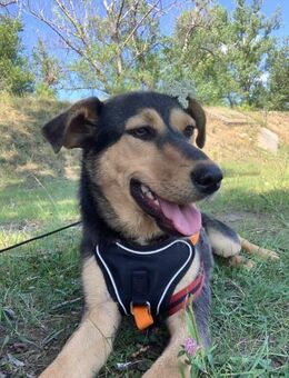 Kesha wartet lange auf eine Familie - Blankenheim (Nordrhein-Westfalen)