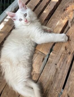 Maine Coon Kitten mit Stammbaum - Dortmund