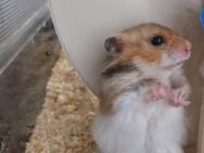 Mittelhamster, etwa 6 Monate alt, Männchen. - Havixbeck