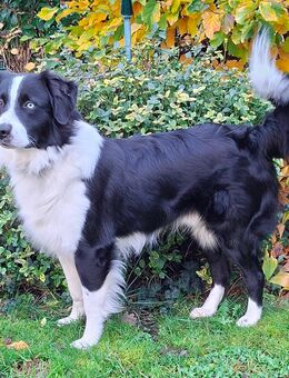 Deckrüde (kein Verkauf) - Oberursel (Taunus)