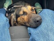 Asher sucht ein neues Zuhause! - Nürnberg