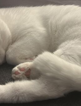 Zweitkater gesucht - Elmshorn