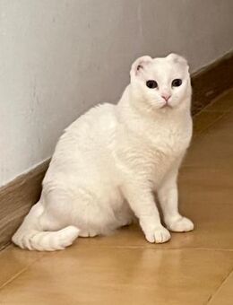 Die liebe Noa sucht ein Zuhause!!! - Vechelde