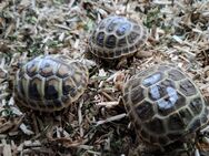 griechische Landschildkröte - Kühlenthal