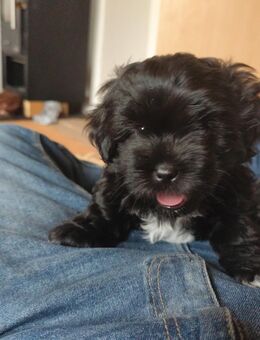 Zwei süße Maltshy Terrier Mix Welpen!! - Cornberg