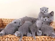 Bkh Kitten Britisch Kurzhaar Blue Piont - Lohne (Oldenburg) Zentrum