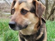CLYDE sucht seine Herzensmenschen - Gefrees
