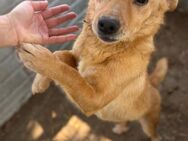 Balu, a.d.Tierschutz, sucht Happy-Home - Weißwasser (Oberlausitz) Zentrum