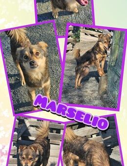 Marselio- bald auf Pflegestelle! - Nürnberg