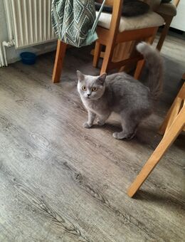 3 Kitten zu verkaufen - Werther (Westfalen)