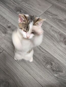 Kitten - Gronau (Westfalen)