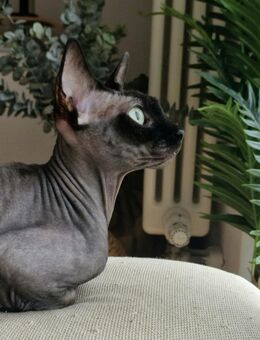 *Traumhafte Sphynx Kitten !mit Tasthaaren! suchen ihr neues Zuhause - Canadian und Elf* - Ludwigshafen (Rhein)