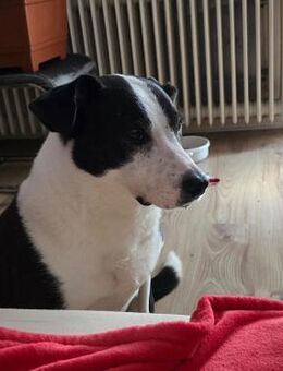 Kira treue Begleiterin sucht neues Zuhau - Mönchengladbach