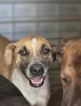 Anouk - soooo fröhlich - Dreikirchen