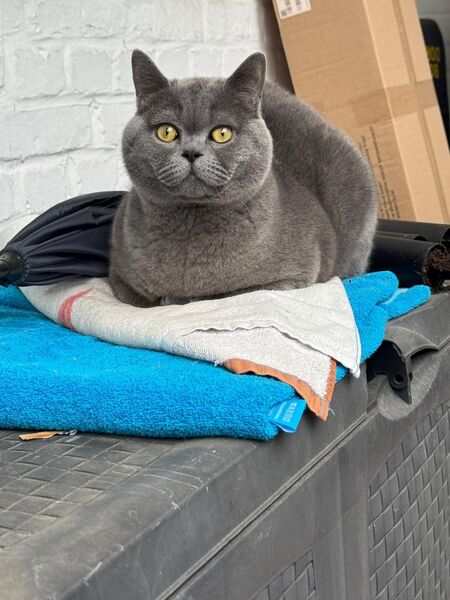 Katze bkh knapp 2 Jahre - Gelsenkirchen