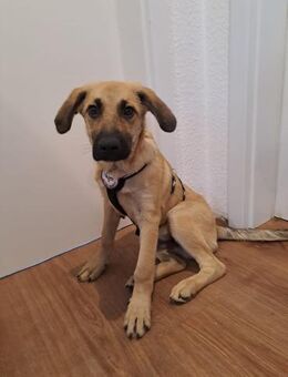 💙Titus💙sucht seine Familie - Freilassing
