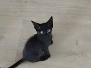 Junge, Kater Seiko & Moltó - Karlsruhe