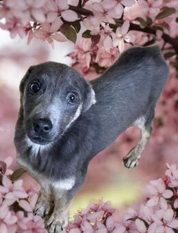 Adop´t, don´t shop! - Stuttgart