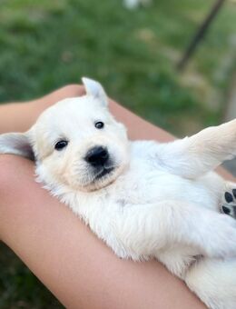 Golden Retriever Welpen - Kehl