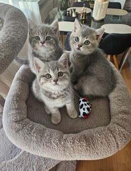 Süße BKH Kitten Tabby Babykatzen 2 Jungs, 1 Mädchen - Hagen (Stadt der FernUniversität) Hohenlimburg