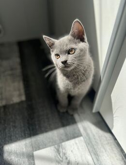 Reinrassiges BKH Kitten Mädchen - Duisburg