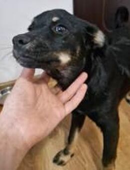 Chica kleine Junghündin sucht Sie - Hüllhorst
