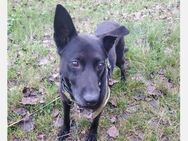 Pumba treuer Labbimix - Freudenstadt