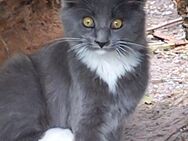 Typvoller reinrassiger Main Coon Kater in silber/weiß - Altenpleen