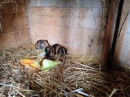 Meerschweinchen Mädels abzugeben! - Frauenstein Zentrum